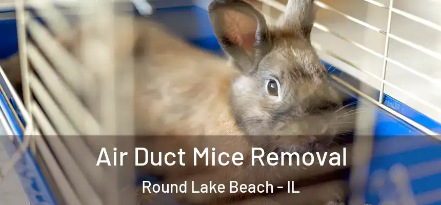  Air Duct Mice Removal Round Lake Beach - IL